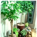 레몬테라스 이미지