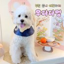 펫노우 | 부천 실내애견카페 우다다멍 중형견 방문 후기