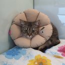 베리굿동물병원 이미지