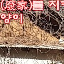 폐가를 지키는길고양이A stray cat guarding an abandoned house 이미지