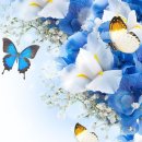 바다의별 이미지