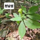 묘봉 이미지