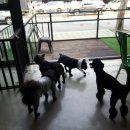 까네지노 이미지