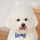 아담동물병원 네이버블로그