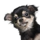 아이엠 동물병원 이미지