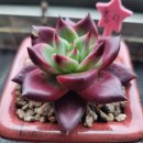 행복머리염색방 이미지