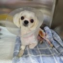 산호동물병원 이미지