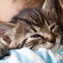 미래동물병원 이미지