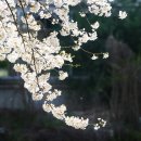 조천변 벚꽃길 이미지