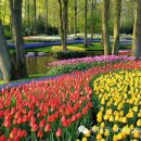 봄의향연 이미지