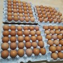 정란농장 이미지