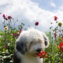 모아 동물병원 이미지