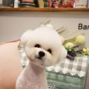 바비펫샵 이미지