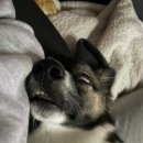 월면농장 | 워홀 201일차, 중간정산. 중고차 구매 후 워홀 포기/중도귀국/세컨포기 ???