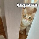 샾106 이미지