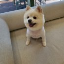 더독그루머스 이미지