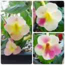 아키메네스(Achaemenes stend Delight) 종류 1 이미지