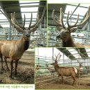 고센목장 이미지