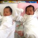 쌍둥이