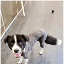 안아줄개 이미지