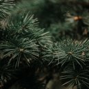 소나무약국 | 푸른 생명력의 호흡, 파인의 역사