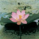 함안 대송리 늪지식물 이미지