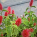 여우꼬리 이미지