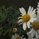 크로바농장 이미지