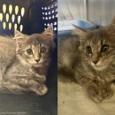 (주) 하늘펫 이미지