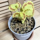 그린마멀레이드 이미지