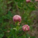 선토끼풀 Trifolium hybridum 이미지