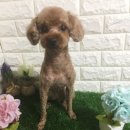 바비 애견샵 이미지