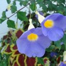 널부르는소리야 이미지