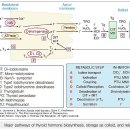 아침 식전 30분~1시간 공복에 복용 갑상선호르몬제-씬지로이드/씬지록신/테트로닌정 이미지