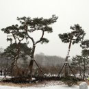 서울얼음