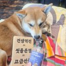 보니더펫 | 강아지샴푸 추천 시바견 보들보들해진 털관리 마음더 펫 샴푸 후기