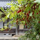 도림사오토캠핑리조트 이미지