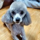 강아지 마을 이미지