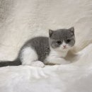 천안고양이분양 베스트캣 제나캣 천안점 이미지