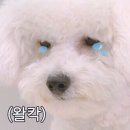 다 이미지