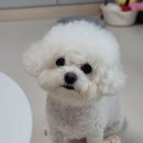 어 치킨 네이버블로그
