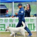 수컷 이미지