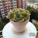 옐로우 펀 이미지