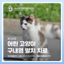강서동물병원 | 강서구 마곡 동물병원 고양이 만성 치은 구내염 발치 치료 [젠틀리동물의료센터]