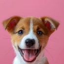 산책갈까? 이미지