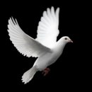 하얀둥지 이미지