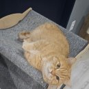 캣츠앤미 이미지