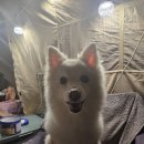 바다향기 | 대부도 애견동반 캠핑장 추천｜바다향기 캠핑장 솔직 후기