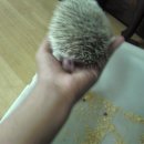 렙타일케이지 Daum카페