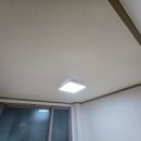 왕토끼